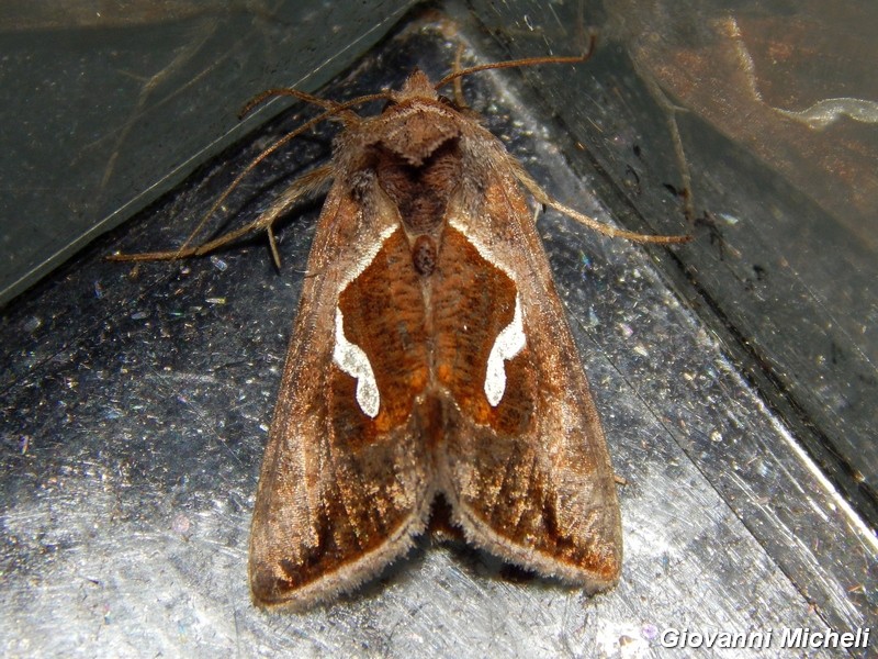 2 Noctuidae Plusiinae